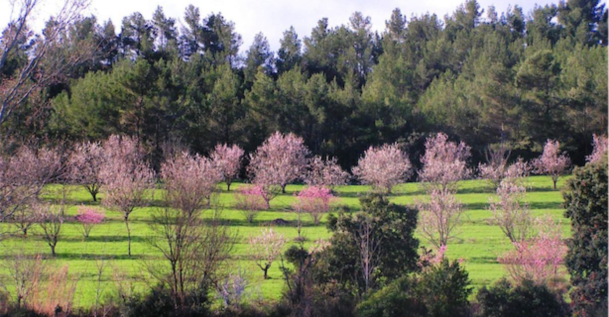 Retours sur la visite du domaine de Mazy, pionnier en agroforesterie fruitière par Chloé Gaspari