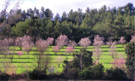 Retours sur la visite du domaine de Mazy, pionnier en agroforesterie fruitière par Chloé Gaspari