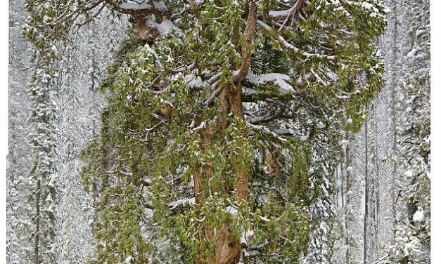 Le plus vieux sequoia du monde