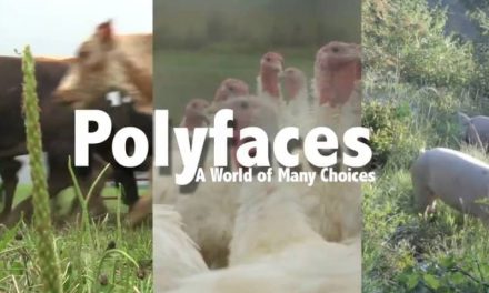 Darren Doherty à MAZY : TRAILER DU FILM POLYFACE