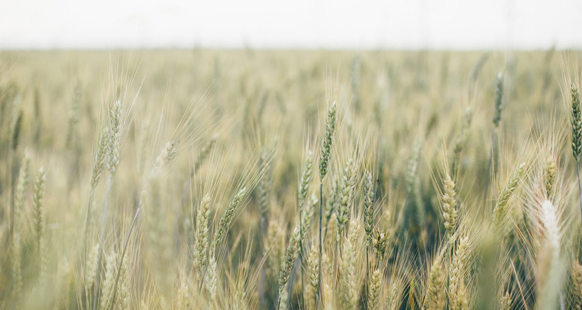 “Fuyez aux champs !” (Flee to the fields) livre culte du mouvement agraire – Introduction du livre par le professeur Tobias Lanz