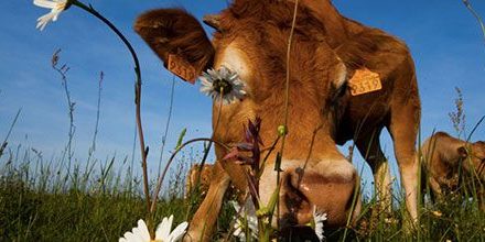 AGRICULTURE – Un pasteur auprès des éleveurs