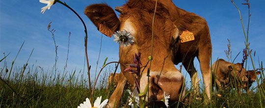 AGRICULTURE – Un pasteur auprès des éleveurs