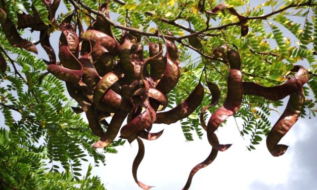 Vente de jeunes plants de févier d’Amérique en sachets forestier prêts à replanter