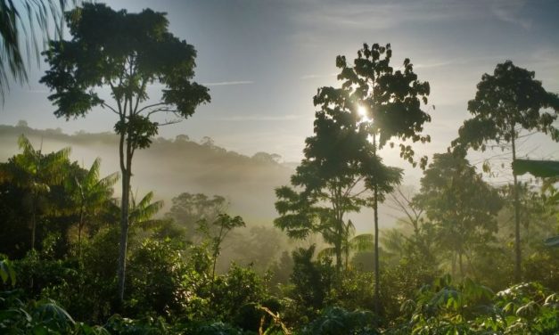 Cultiver de l’eau – Recherche en agroforesterie chez Ernst Götsch à Bahia Publié par Geoffroy Damant le 3 juillet 2018