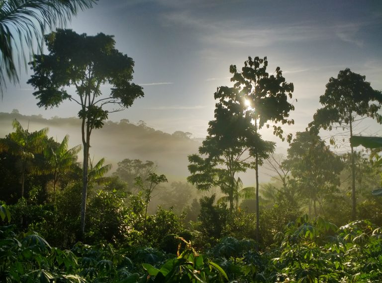 Cultiver de l’eau – Recherche en agroforesterie chez Ernst Götsch à Bahia Publié par Geoffroy Damant le 3 juillet 2018