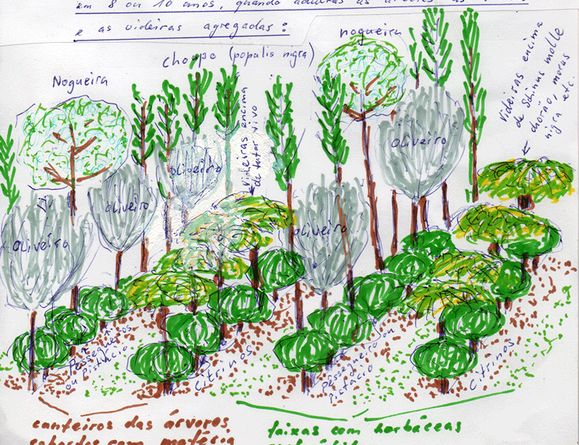 Conception pour la Méditerranée – enrichissement d’une oliveraie – Travaux réalisés dans l’atelier d’Agriculture Syntropique à Herdade do Freixo do Meio, dans la région de l’Alentejo, Portugal, en mars/2018