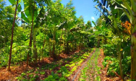 Pourquoi faire de l’agroforesterie successionnelle en France? Steven Werner – Interview réalisé par Opaline LYSIAK