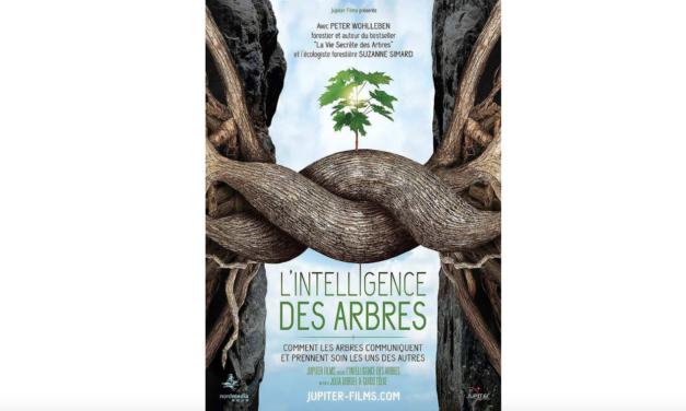 L’intelligence des arbres » : un film qui révèle la vie secrète des forêts – Co-réalisatrice du film, Julia Dordel