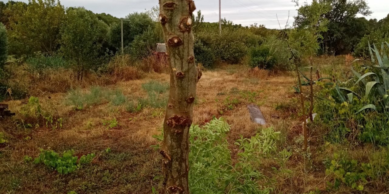 Sélection de semis naturels de jeunes frênes communs dans les rangs agroforestiers d’une parcelle d’amandiers anciens.