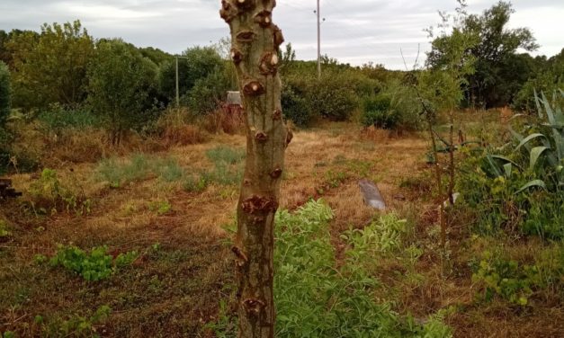 Sélection de semis naturels de jeunes frênes communs dans les rangs agroforestiers d’une parcelle d’amandiers anciens.