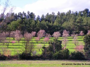 4 Agroforesterie-amandiers-en-fleur-aude-Francois-Gardey-de-Soos