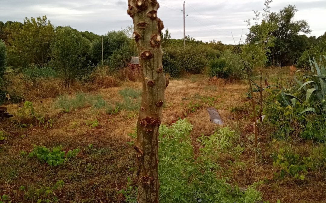 Sélection de semis naturels de jeunes frênes communs dans les rangs agroforestiers d’une parcelle d’amandiers anciens.